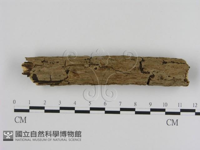 刺革菌屬藏品圖，第1張