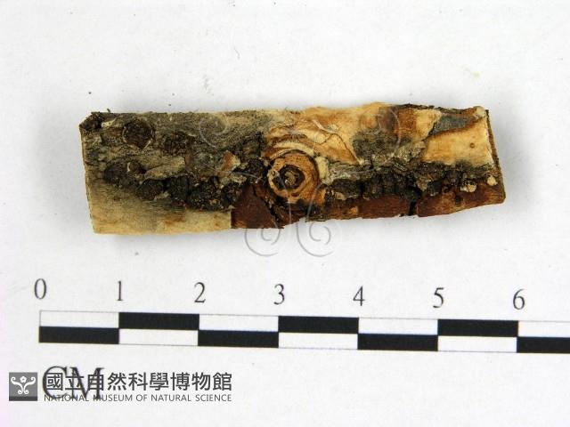 登錄號:F0011501藏品圖，第1張