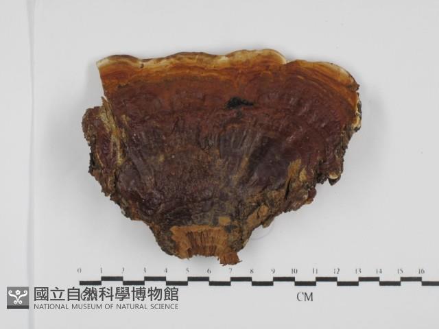 登錄號:F0031501藏品圖，第1張