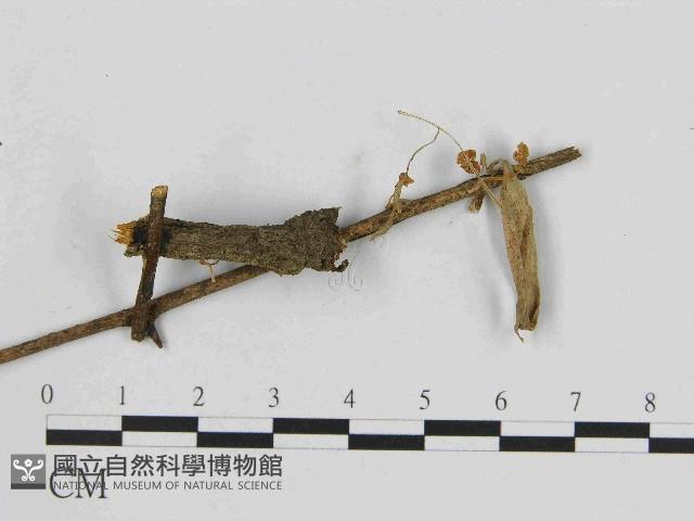 小菇屬藏品圖，第1張