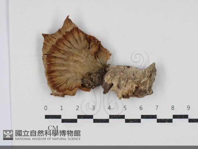 優雅波邊革菌藏品圖，第1張