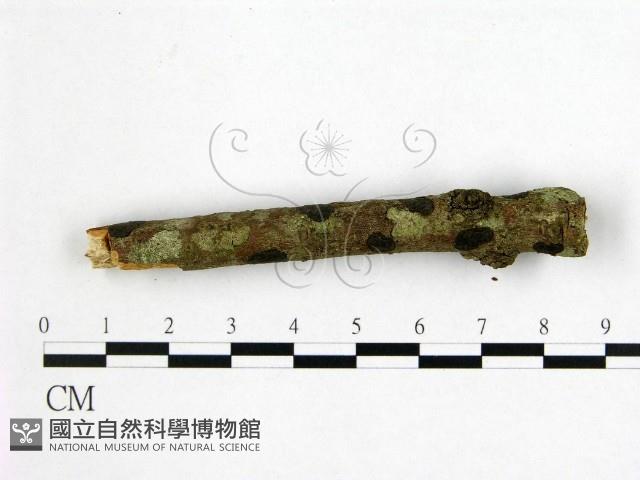 登錄號:F0022501藏品圖，第1張