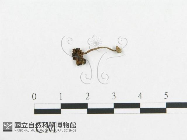 登錄號:F0012501藏品圖，第1張