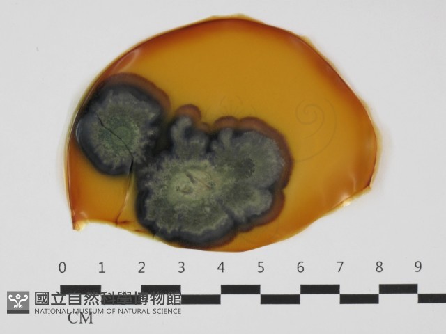 登錄號:F0032501藏品圖，第1張