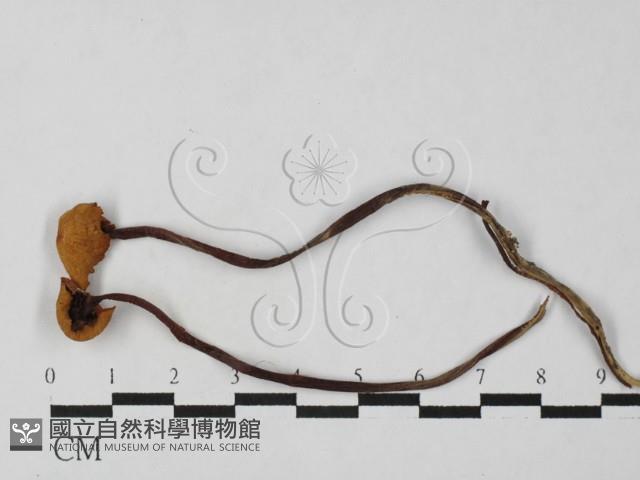 登錄號:F0027501藏品圖，第1張