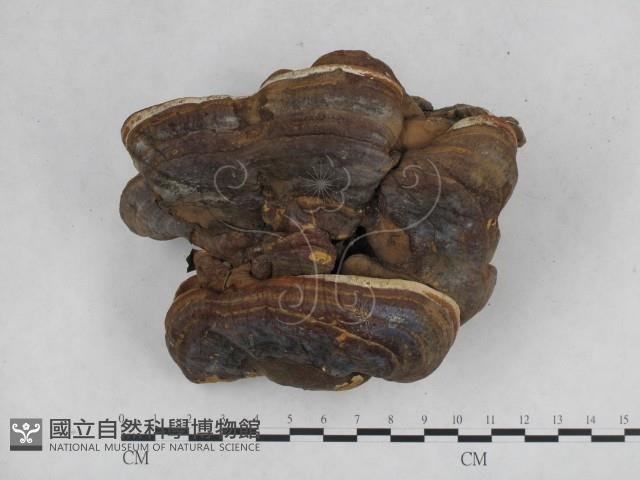 登錄號:F0015501藏品圖，第1張
