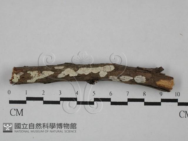 盤革菌屬藏品圖，第1張