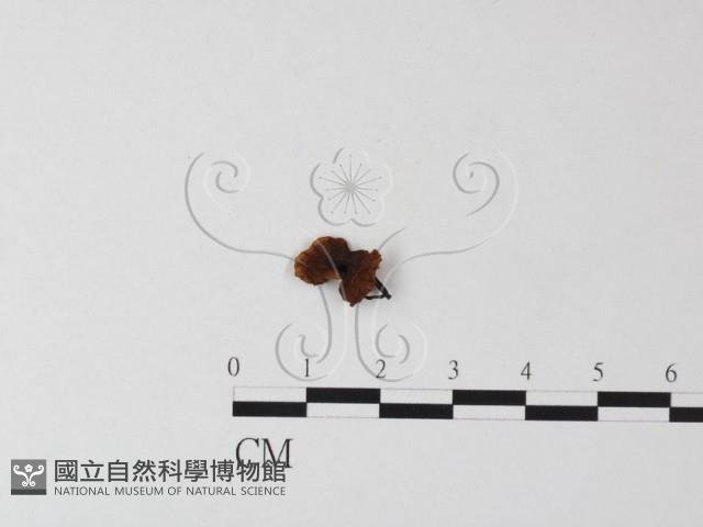 登錄號:F0023501藏品圖，第1張