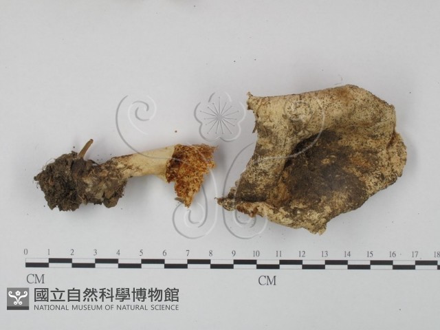 登錄號:F0003501藏品圖，第1張