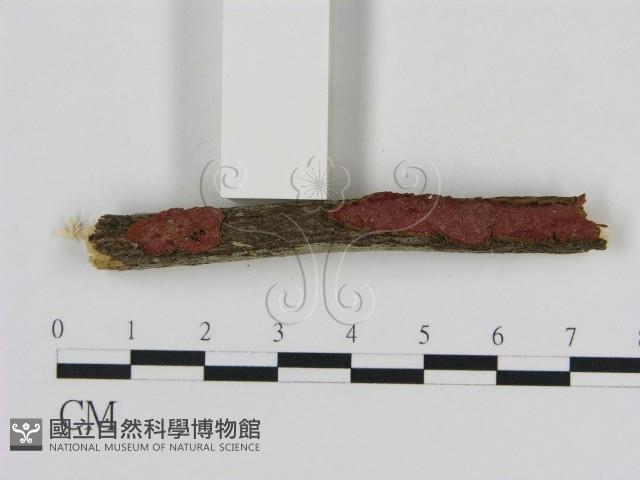 刺革菌屬藏品圖，第1張
