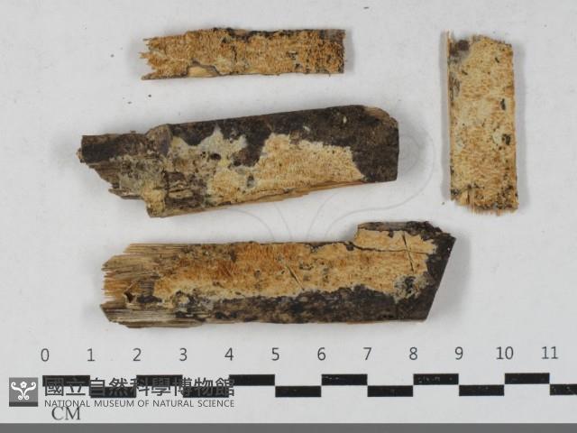 登錄號:F0033501藏品圖，第1張