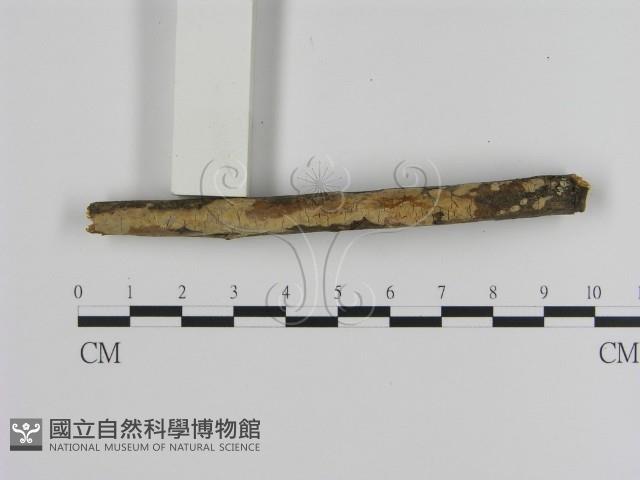 絲皮菌屬藏品圖，第1張