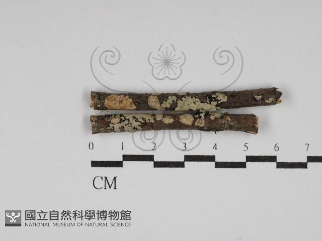 登錄號:F0030101藏品圖，第1張