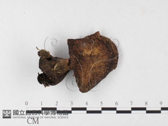 登錄號:F0026101藏品圖，第1張