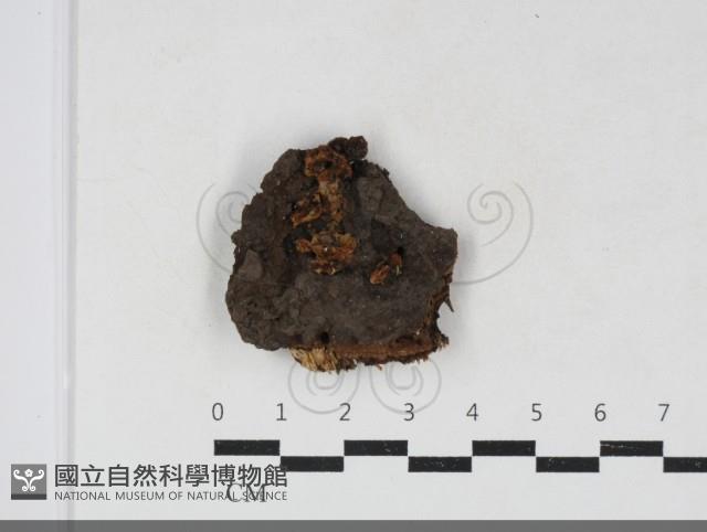 登錄號:F0034101藏品圖，第1張