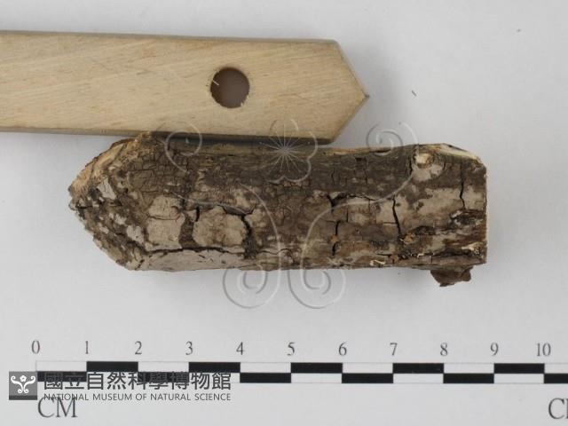 登錄號:F0022101藏品圖，第1張