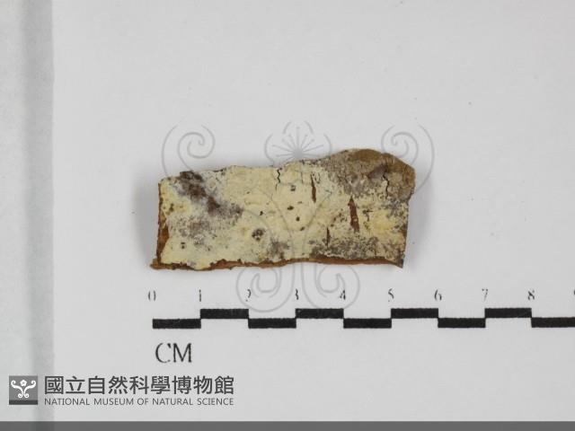 剛毛絲皮菌藏品圖，第1張
