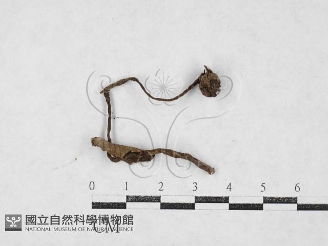 登錄號:F0027101藏品圖，第1張