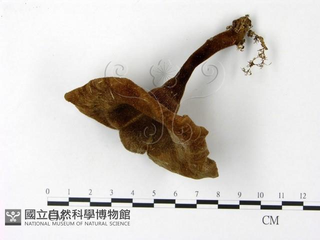 登錄號:F0023101藏品圖，第1張