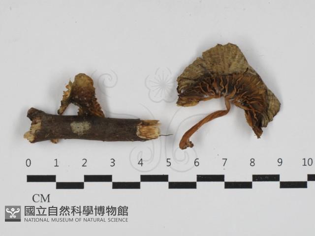 登錄號:F0033101藏品圖，第1張