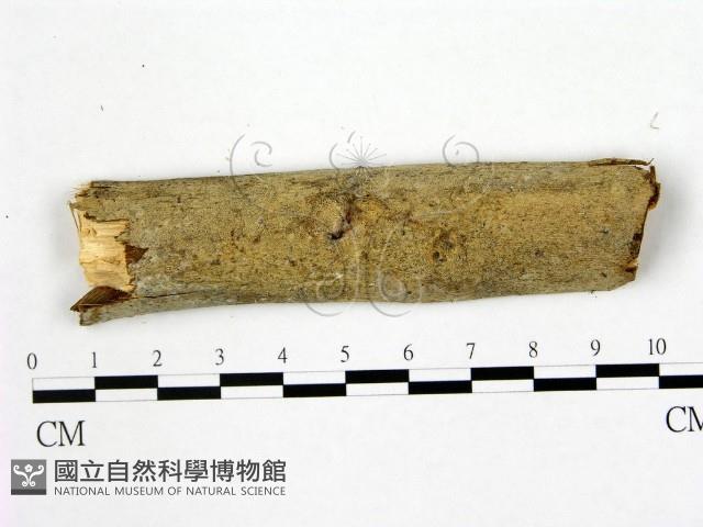 刺皮菌屬藏品圖，第1張