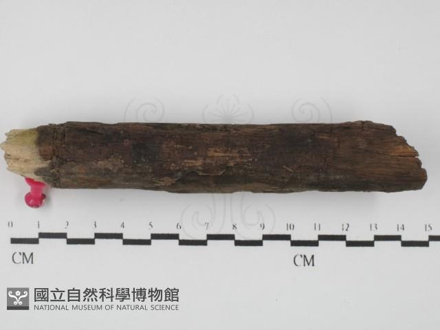 登錄號:F0031001藏品圖，第1張