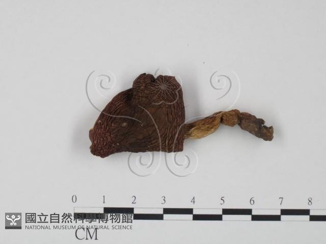 紅菇屬藏品圖，第1張