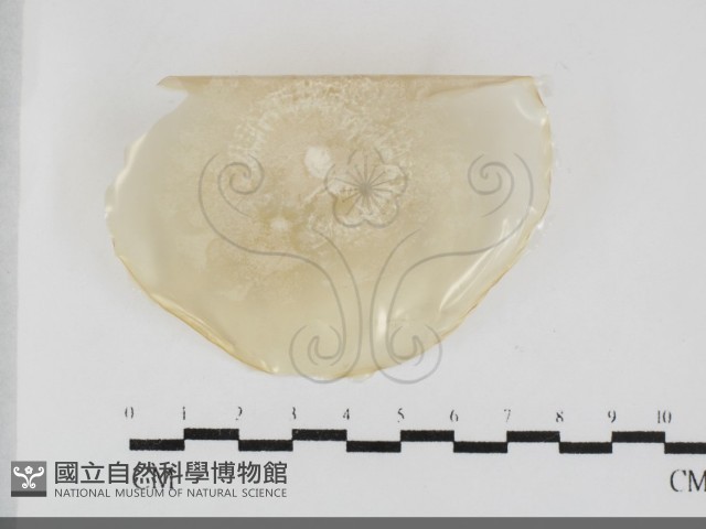 登錄號:F0032001藏品圖，第1張