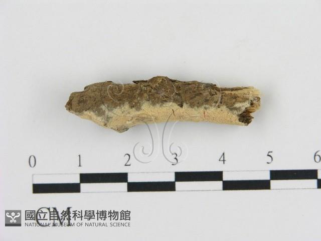 登錄號:F0010301藏品圖，第1張