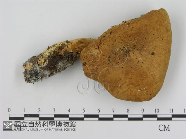登錄號:F0016301藏品圖，第1張
