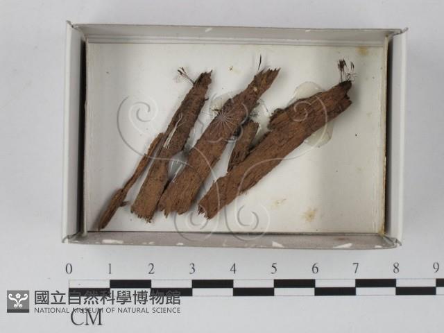 登錄號:F0021301藏品圖，第1張