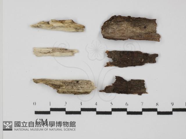 登錄號:F0031301藏品圖，第1張