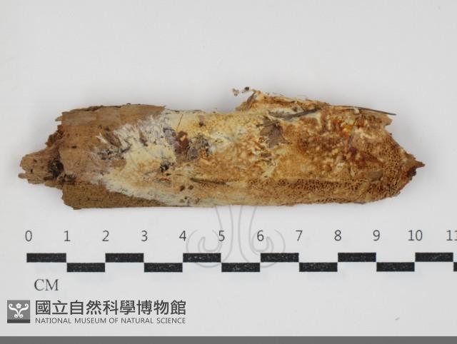 登錄號:F0034301藏品圖，第1張