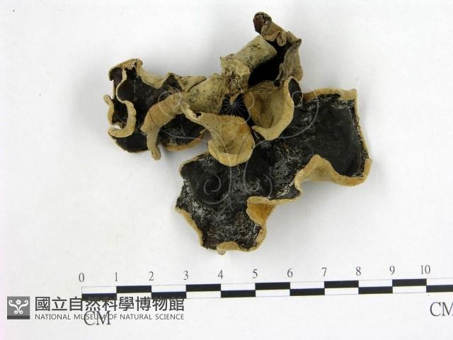 毛木耳藏品圖，第1張