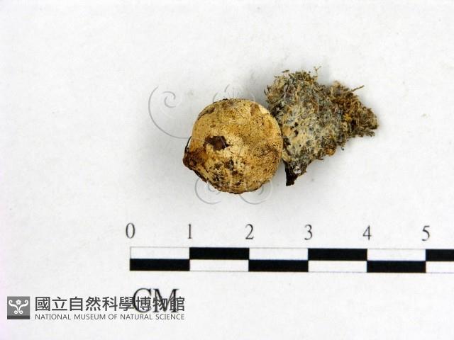 登錄號:F0002301藏品圖，第1張