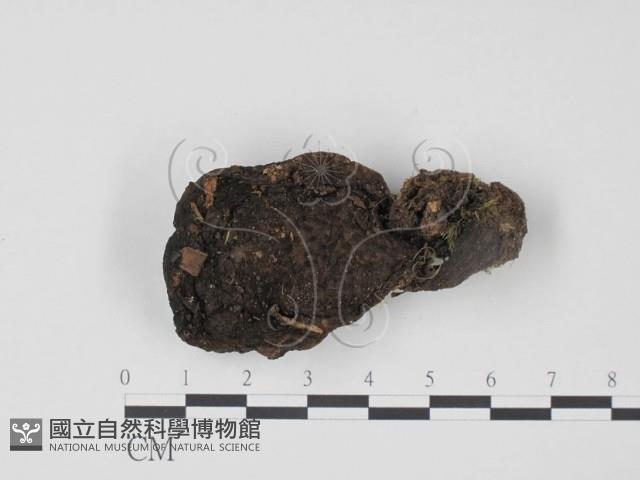登錄號:F0012301藏品圖，第1張