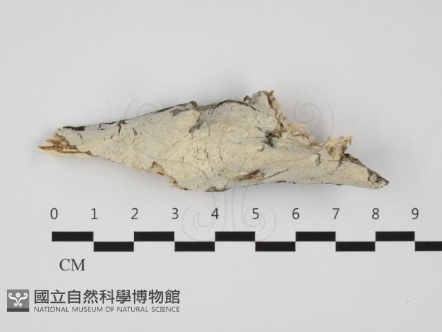 登錄號:F0032301藏品圖，第1張