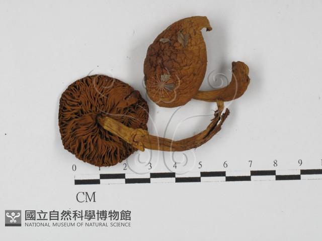 登錄號:F0027301藏品圖，第1張