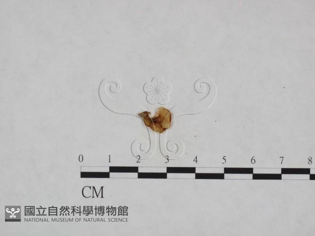 登錄號:F0023301藏品圖，第1張