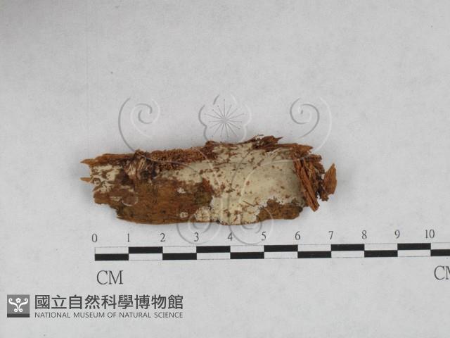絲皮菌屬藏品圖，第1張