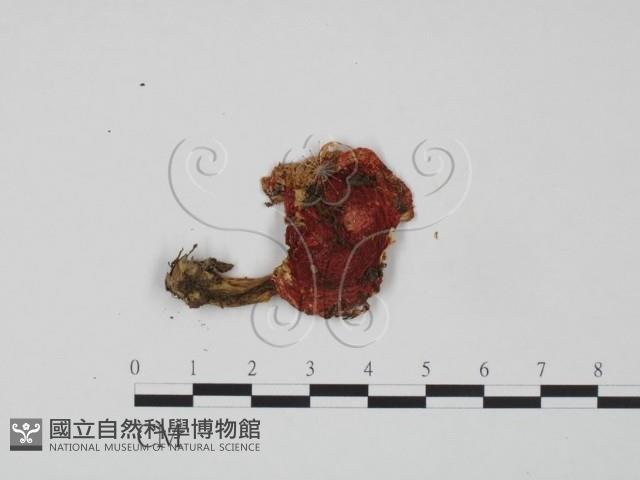 紅菇屬藏品圖，第1張