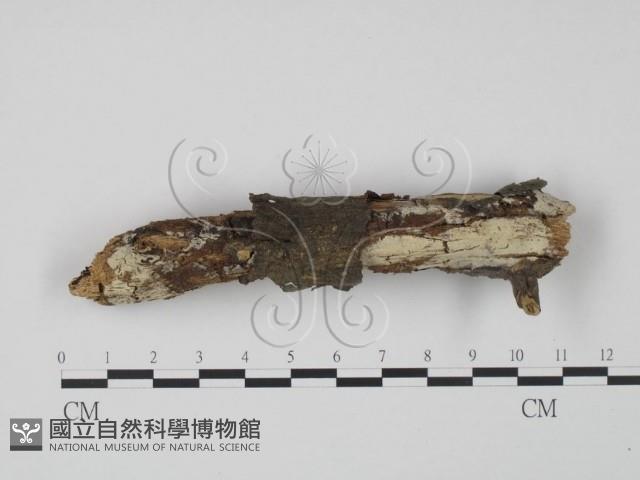登錄號:F0000211藏品圖，第1張