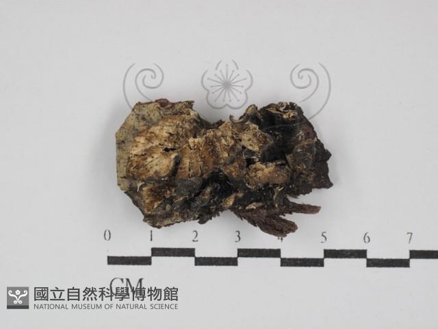 雲芝藏品圖，第1張