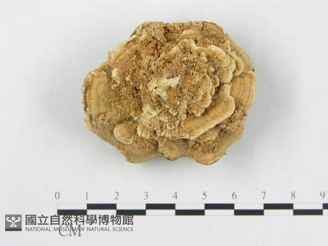 登錄號:F0016211藏品圖，第1張