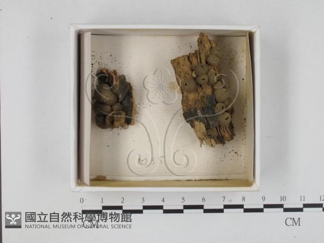 登錄號:F0021211藏品圖，第1張