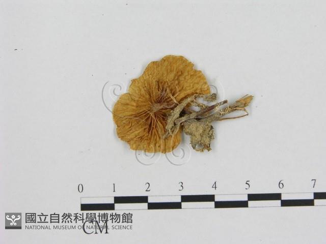 小菇屬藏品圖，第1張