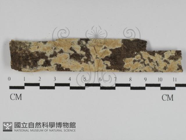 登錄號:F0031211藏品圖，第1張