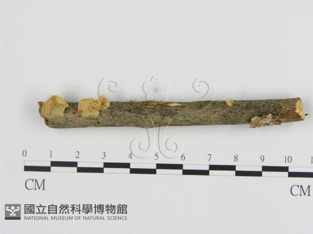 登錄號:F0014211藏品圖，第1張