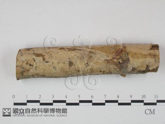 筍殼菌屬藏品圖，第1張