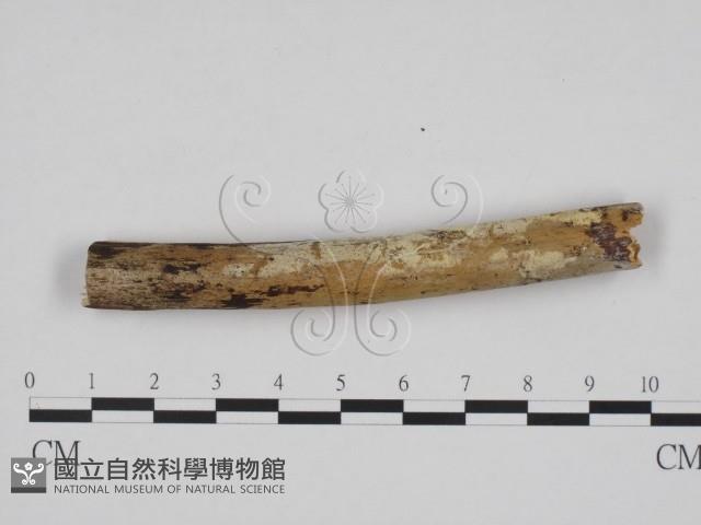 登錄號:F0012211藏品圖，第1張